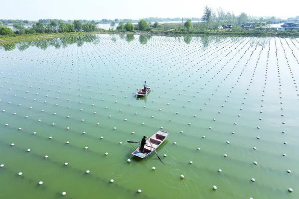 【New Moon Oyster】Freshwater Moon-Shaped Baroque Pearls Guaranteed Minimum of 2 Pearls per Oyster