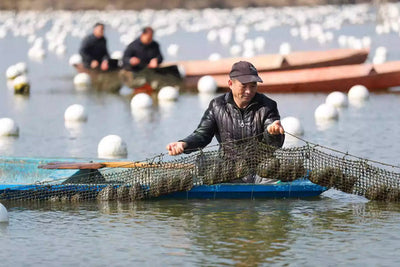 【Purple Sugar Cube Clam】Freshwater Purple Sugar Cube Clam Guaranteed 2 pearls per clam