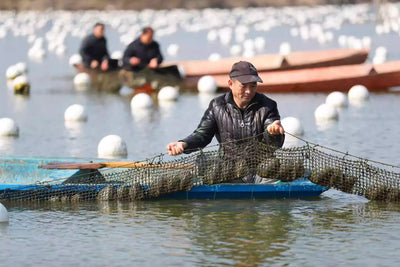 New Stick Shape Baroque Pearl Oyster – Freshwater Pearls (2+ Pearls Guaranteed)